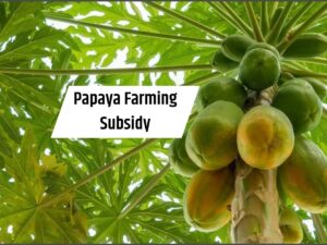 Papaya Farming Subsidy : इस फसल की खेती पर सरकार दे रही 45000 रुपए, घर बैठे करें आवेदन