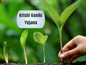 Krishi Vaniki Yojana : आज 10 रुपए में खरीदा पौधा 3 साल में देगा 6 गुना कमाई, जानिए यह सरकारी योजना