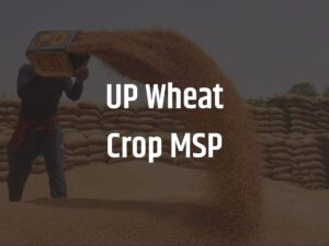 UP Wheat Crop MSP : उत्तर प्रदेश में किसानों की हुई बल्ले-बल्ले, योगी सरकार ने बढ़ाया 150 रु गेहूं पर MSP