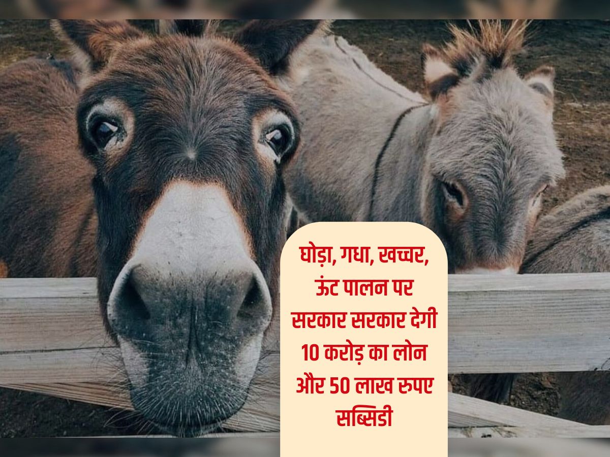 Business Idea : घोड़ा, गधा, खच्चर, ऊंट पालन पर सरकार सरकार देगी 10 करोड़ का लोन और 50 लाख रुपए सब्सिडी