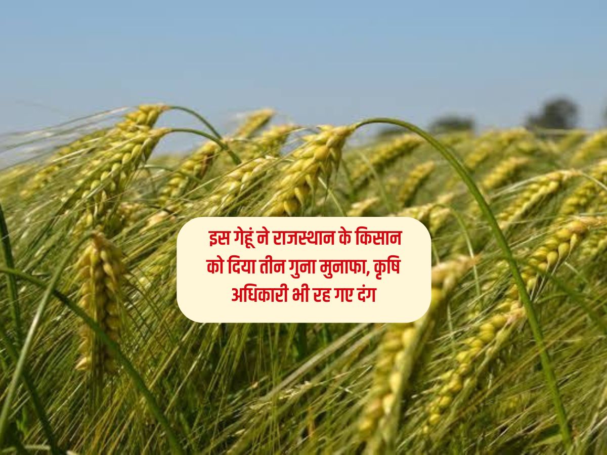 Rajasthan Agriculture News